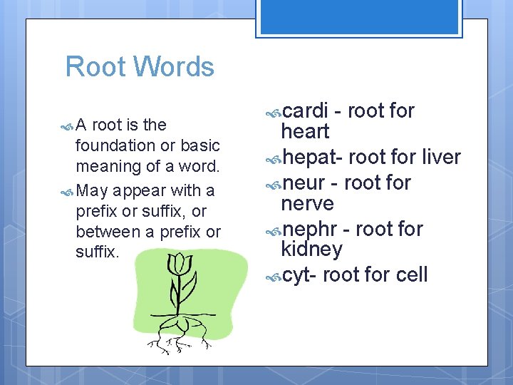 Root Words A root is the foundation or basic meaning of a word. May