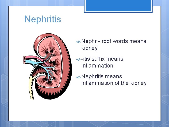 Nephritis Nephr - root words means kidney -itis suffix means inflammation Nephritis means inflammation