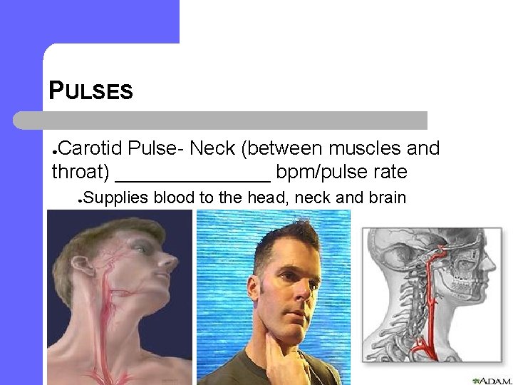 PULSES Carotid Pulse- Neck (between muscles and throat) _______ bpm/pulse rate ● ● Supplies