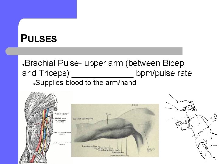 PULSES Brachial Pulse- upper arm (between Bicep and Triceps) _______ bpm/pulse rate ● ●