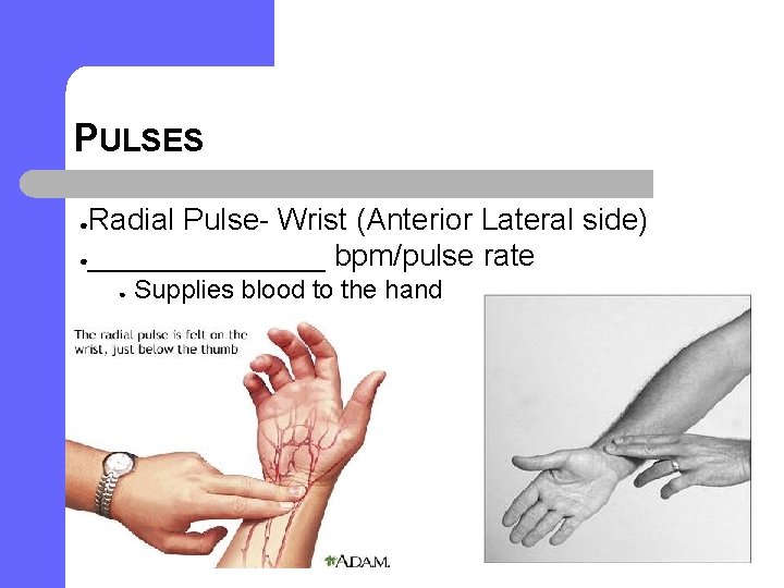 PULSES Radial Pulse- Wrist (Anterior Lateral side) ●_______ bpm/pulse rate ● ● Supplies blood