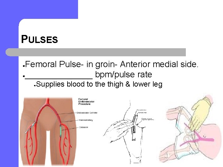 PULSES Femoral Pulse- in groin- Anterior medial side. ●_______ bpm/pulse rate ● ● Supplies