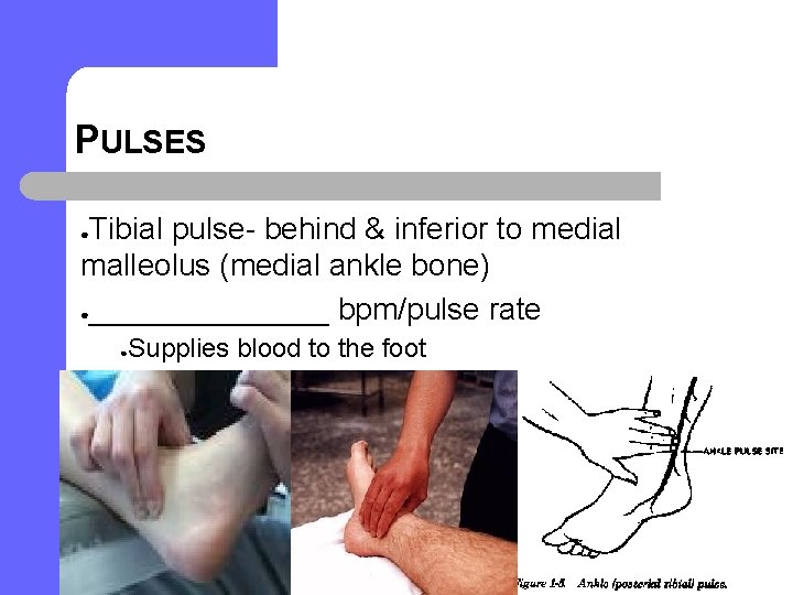 PULSES Tibial pulse- behind & inferior to medial malleolus (medial ankle bone) ●_______ bpm/pulse PULSES Tibial pulse- behind & inferior to medial malleolus (medial ankle bone) ●_______ bpm/pulse