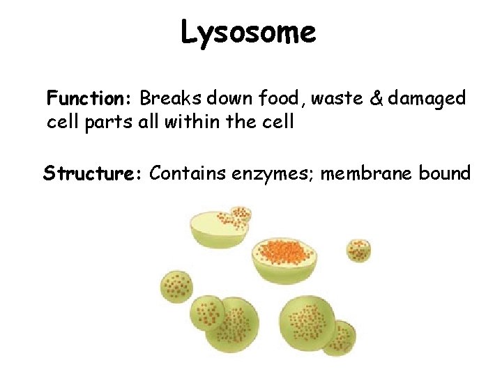Lysosome Function: Breaks down food, waste & damaged cell parts all within the cell