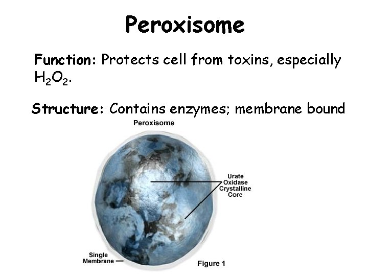 Peroxisome Function: Protects cell from toxins, especially H 2 O 2. Structure: Contains enzymes;