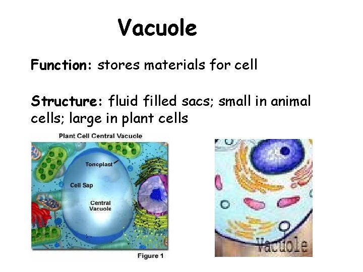 Vacuole Function: stores materials for cell Structure: fluid filled sacs; small in animal cells;