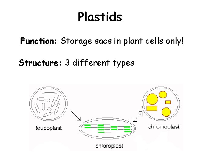 Plastids Function: Storage sacs in plant cells only! Structure: 3 different types 