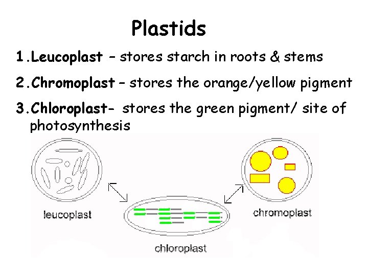 Plastids 1. Leucoplast – stores starch in roots & stems 2. Chromoplast – stores