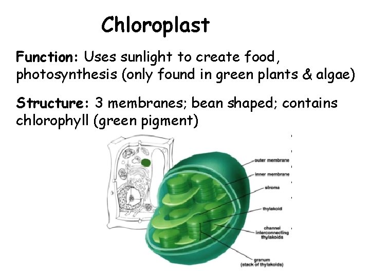 Chloroplast Function: Uses sunlight to create food, photosynthesis (only found in green plants &