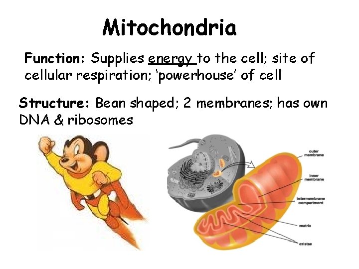 Mitochondria Function: Supplies energy to the cell; site of cellular respiration; ‘powerhouse’ of cell