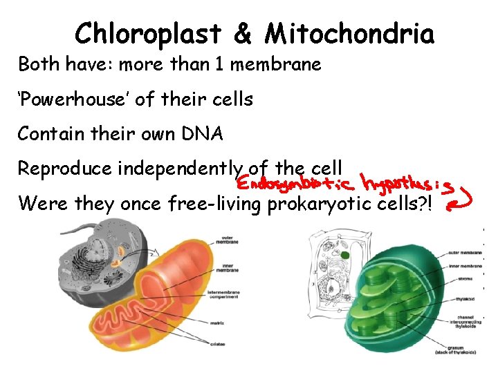 Chloroplast & Mitochondria Both have: more than 1 membrane ‘Powerhouse’ of their cells Contain