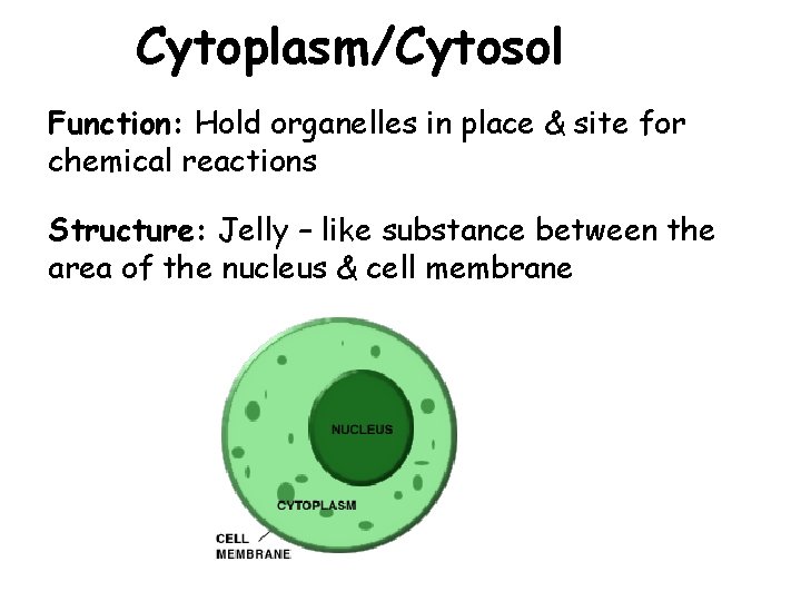Cytoplasm/Cytosol Function: Hold organelles in place & site for chemical reactions Structure: Jelly –