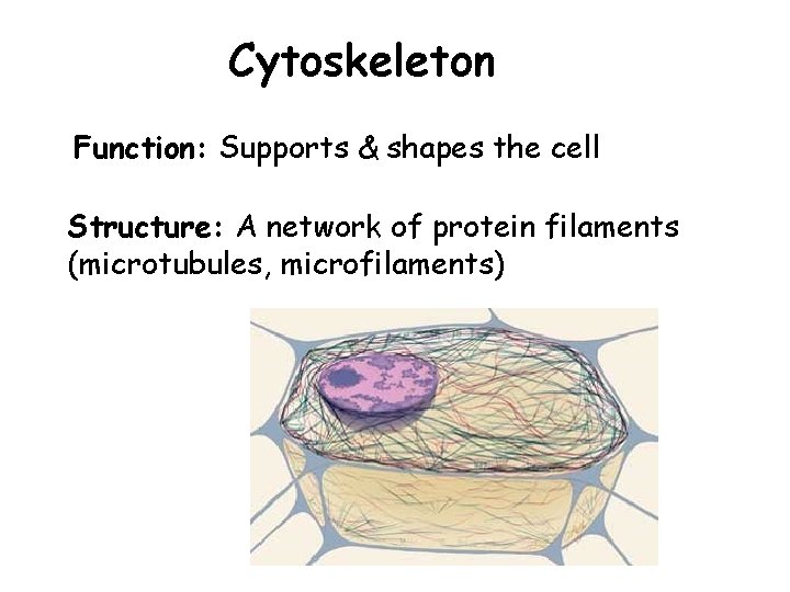 Cytoskeleton Function: Supports & shapes the cell Structure: A network of protein filaments (microtubules,