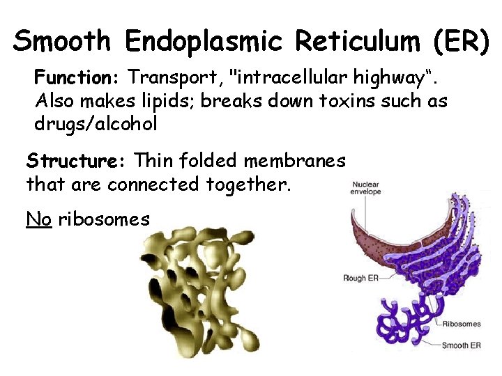 Smooth Endoplasmic Reticulum (ER) Function: Transport, "intracellular highway“. Also makes lipids; breaks down toxins