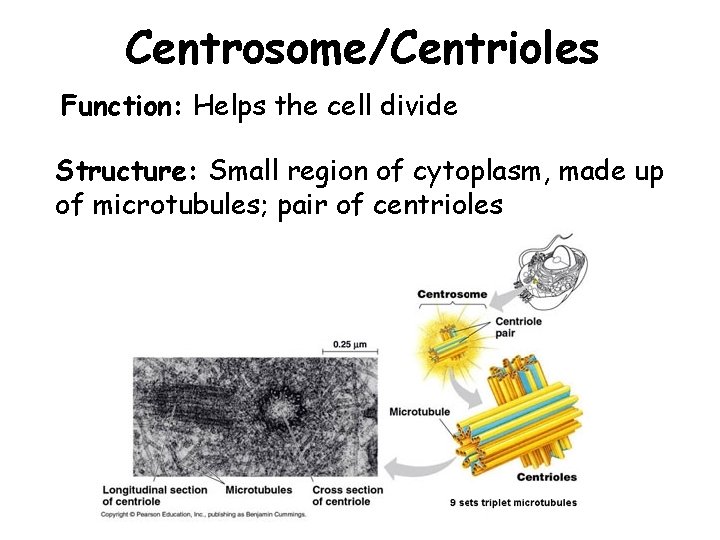 Centrosome/Centrioles Function: Helps the cell divide Structure: Small region of cytoplasm, made up of