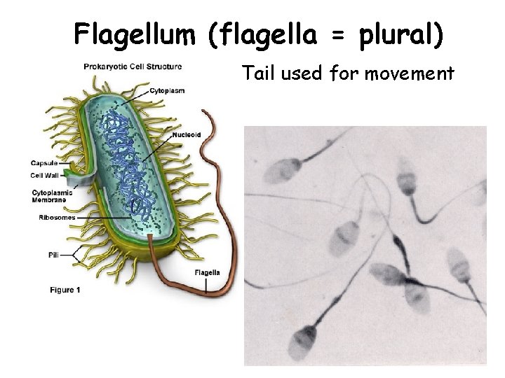 Flagellum (flagella = plural) Tail used for movement 