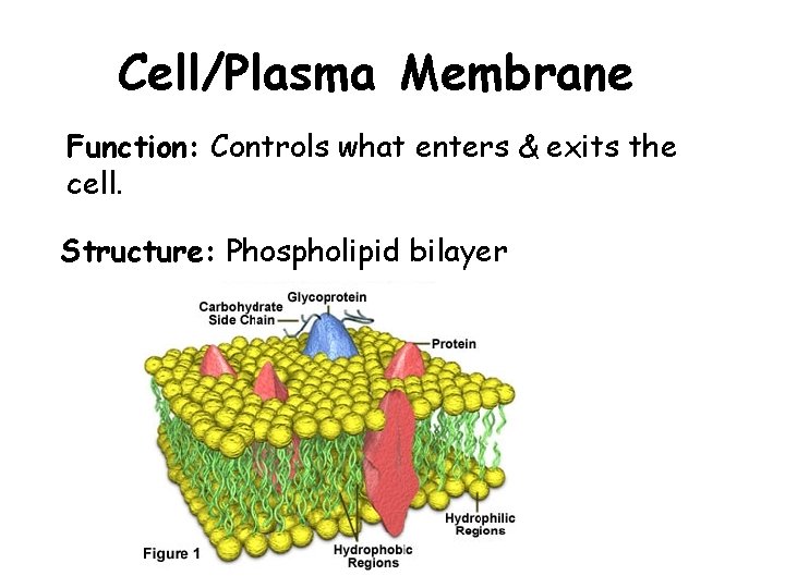 Cell/Plasma Membrane Function: Controls what enters & exits the cell. Structure: Phospholipid bilayer 
