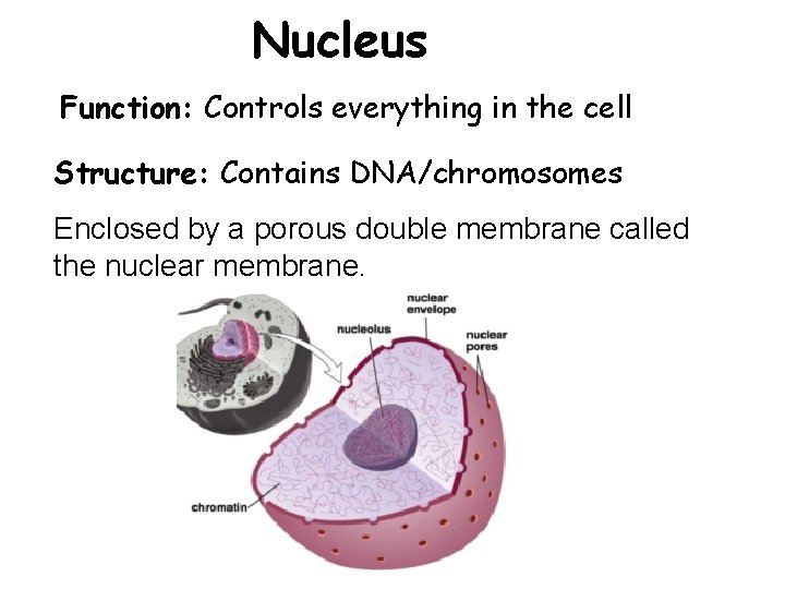 Nucleus Function: Controls everything in the cell Structure: Contains DNA/chromosomes Enclosed by a porous