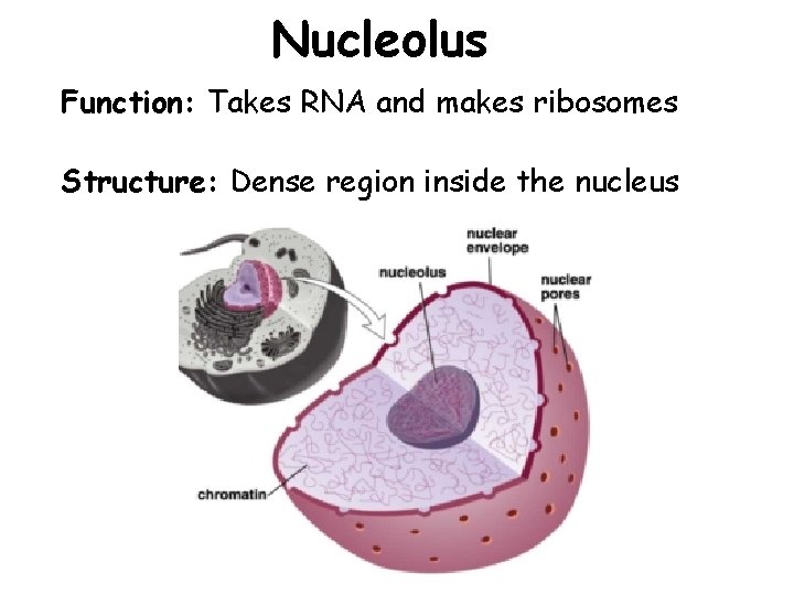 Nucleolus Function: Takes RNA and makes ribosomes Structure: Dense region inside the nucleus 