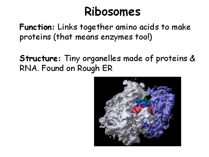 Ribosomes Function: Links together amino acids to make proteins (that means enzymes too!) Structure:
