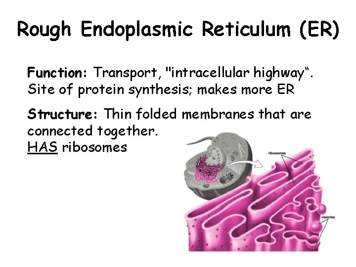 Rough Endoplasmic Reticulum (ER) Function: Transport, "intracellular highway“. Site of protein synthesis; makes more