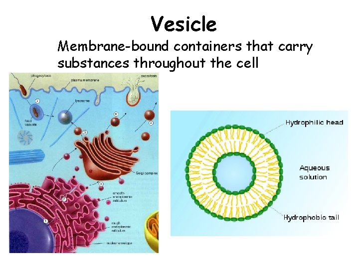 Vesicle Membrane-bound containers that carry substances throughout the cell 