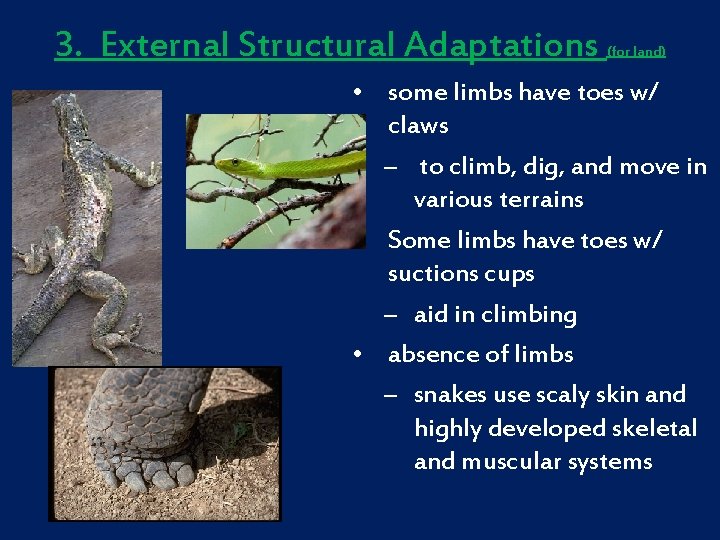 3. External Structural Adaptations (for land) • some limbs have toes w/ claws –