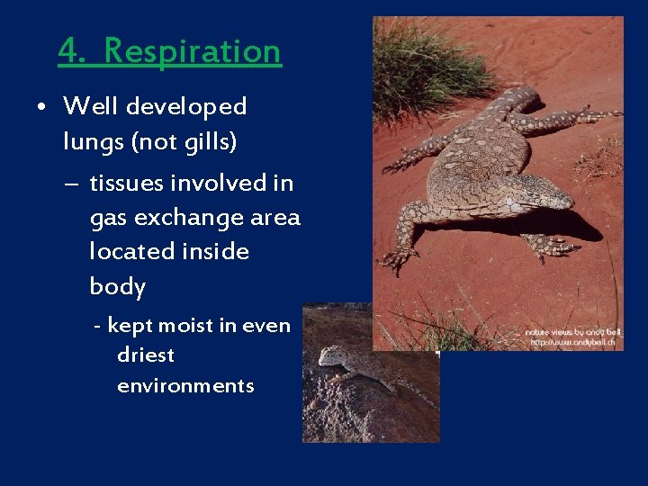 4. Respiration • Well developed lungs (not gills) – tissues involved in gas exchange