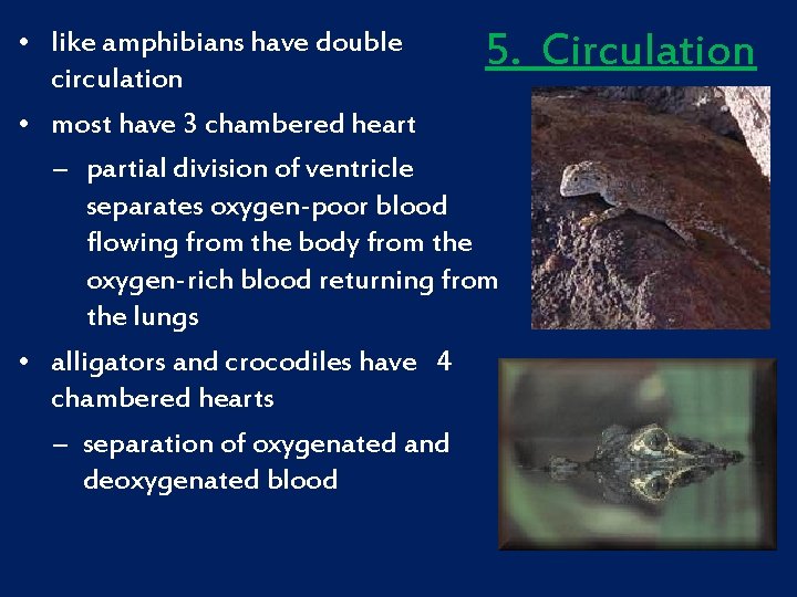  • like amphibians have double 5. circulation • most have 3 chambered heart