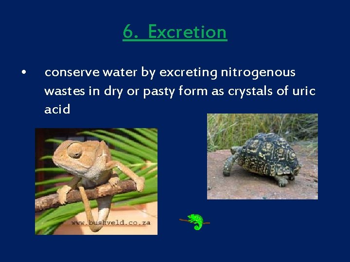 6. Excretion • conserve water by excreting nitrogenous wastes in dry or pasty form