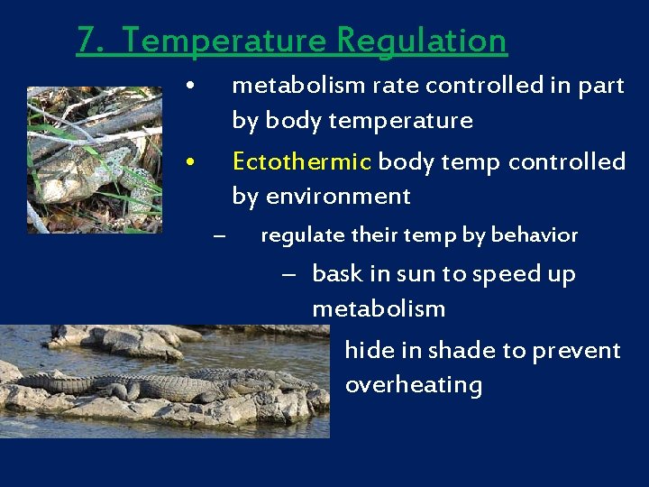 7. Temperature Regulation • metabolism rate controlled in part by body temperature Ectothermic body