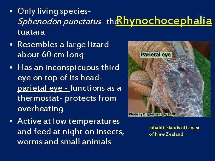  • Only living species. Sphenodon punctatus- the. Rhynochocephalia tuatara • Resembles a large