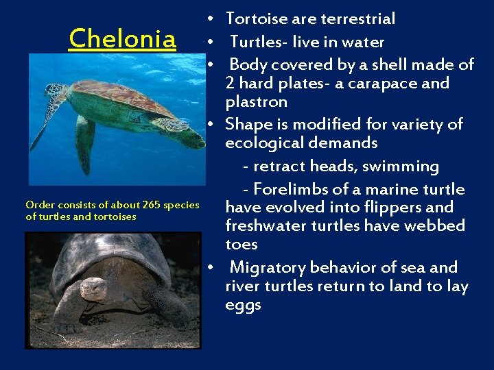Chelonia Order consists of about 265 species of turtles and tortoises • Tortoise are