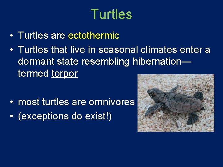 Turtles • Turtles are ectothermic • Turtles that live in seasonal climates enter a