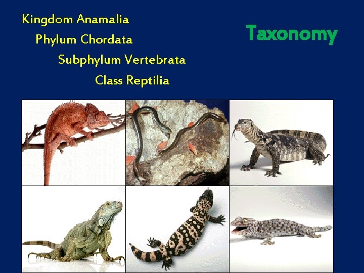 Kingdom Anamalia Phylum Chordata Subphylum Vertebrata Class Reptilia Taxonomy 