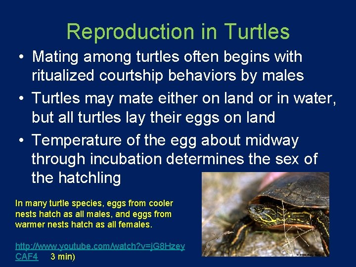 Reproduction in Turtles • Mating among turtles often begins with ritualized courtship behaviors by