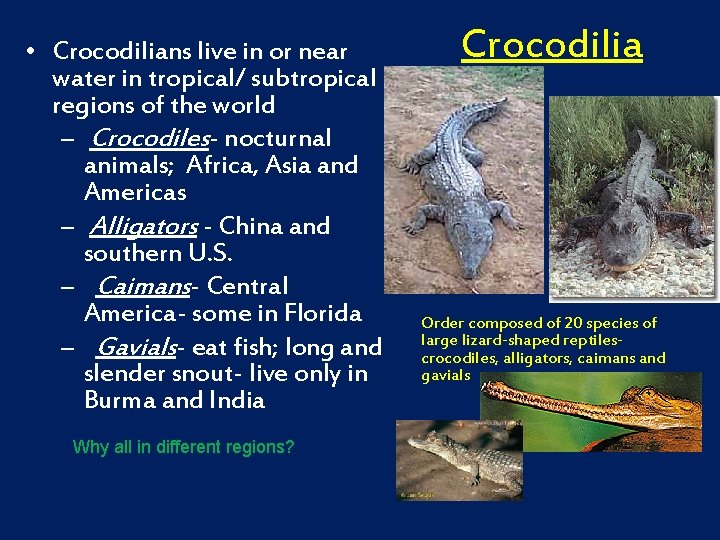  • Crocodilians live in or near water in tropical/ subtropical regions of the