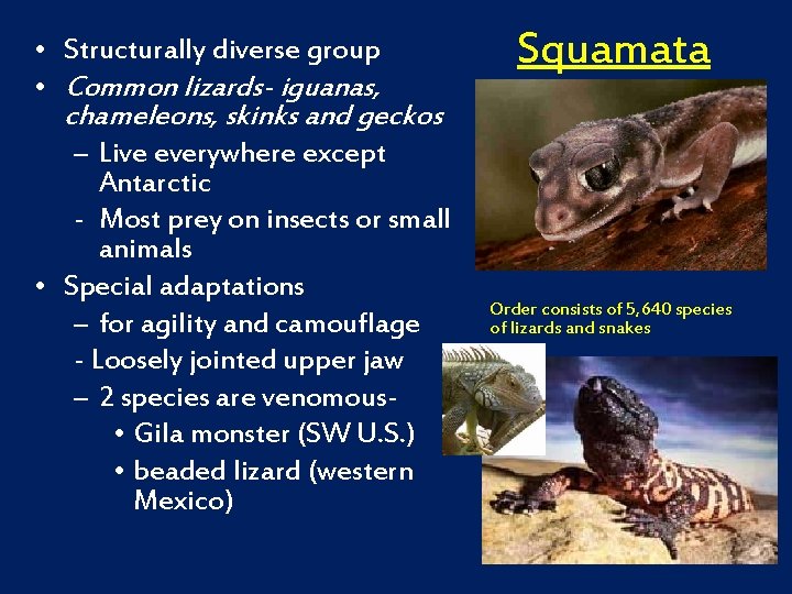  • Structurally diverse group • Common lizards- iguanas, chameleons, skinks and geckos –