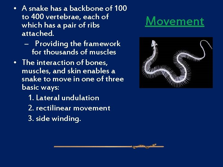  • A snake has a backbone of 100 to 400 vertebrae, each of