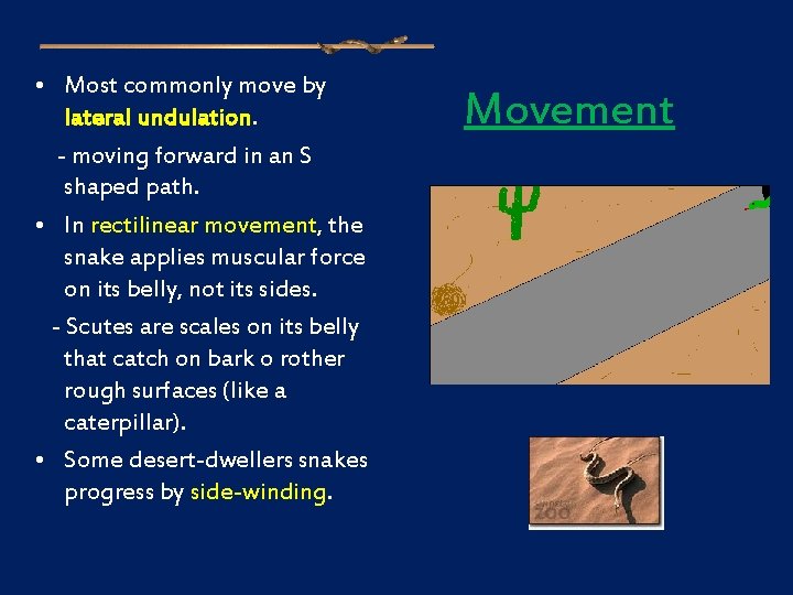  • Most commonly move by lateral undulation. - moving forward in an S