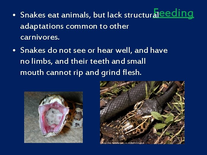 Feeding • Snakes eat animals, but lack structural adaptations common to other carnivores. •