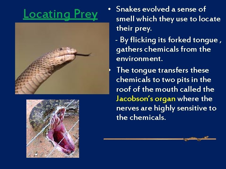Locating Prey • Snakes evolved a sense of smell which they use to locate