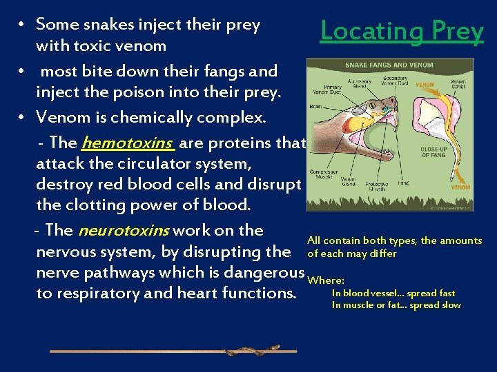  • Some snakes inject their prey Locating Prey with toxic venom • most
