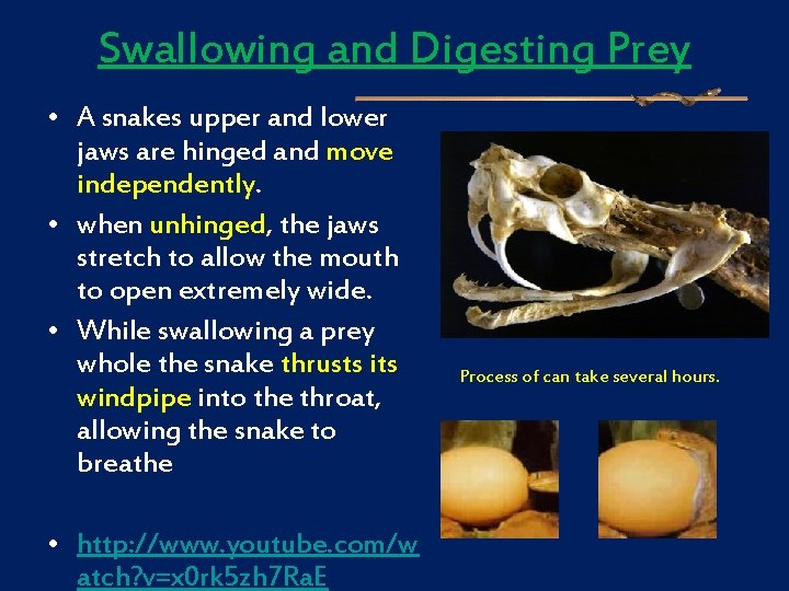 Swallowing and Digesting Prey • A snakes upper and lower jaws are hinged and