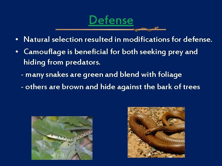 Defense • Natural selection resulted in modifications for defense. • Camouflage is beneficial for