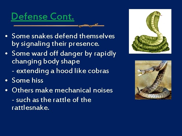 Defense Cont. • Some snakes defend themselves by signaling their presence. • Some ward