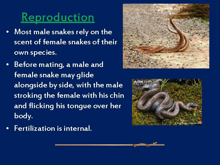 Reproduction • Most male snakes rely on the scent of female snakes of their