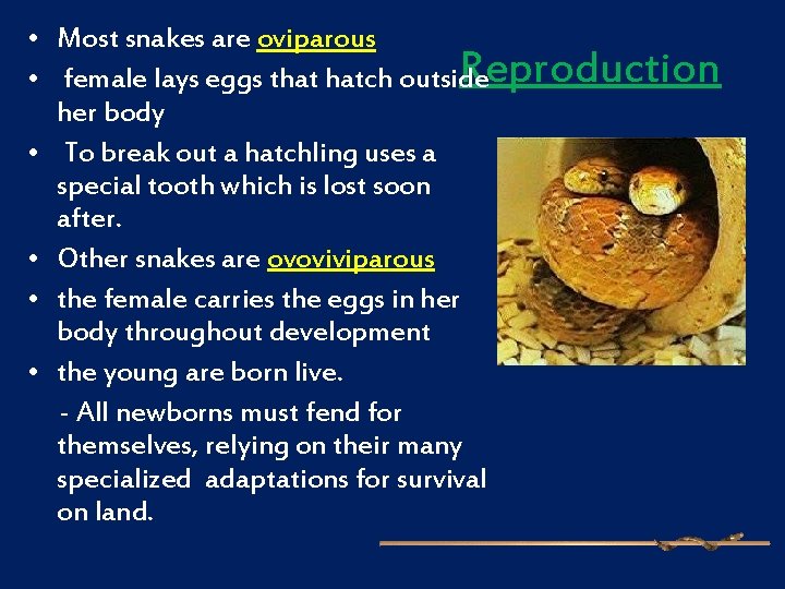  • Most snakes are oviparous Reproduction • female lays eggs that hatch outside