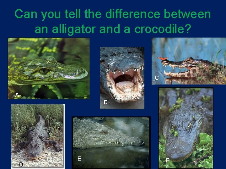 Can you tell the difference between an alligator and a crocodile? C A B