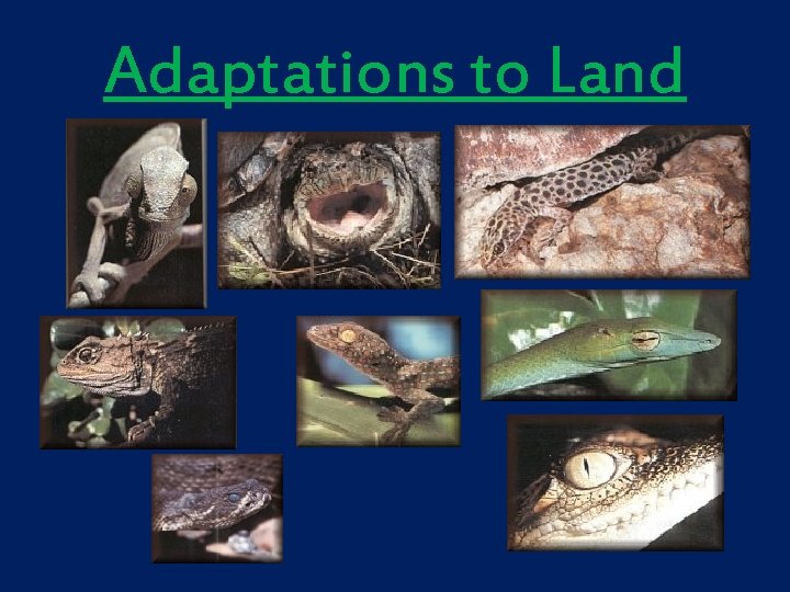 Adaptations to Land 